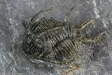 Spiny Ceratarges Trilobite - Mrakib, Morocco #128948-2